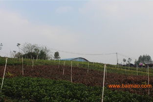 來賓園林綠化工程 南寧提供可信賴的廣西園林綠化工程,來賓園林綠化工程 南寧提供可信賴的廣西園林綠化工程生產(chǎn)廠家,來賓園林綠化工程 南寧提供可信賴的廣西園林綠化工程價(jià)格