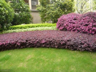 道法自然丨景觀設計中花灌木的種植要求