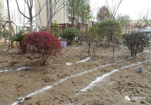 現(xiàn)場 微地形堆坡及綠化種植工藝標準