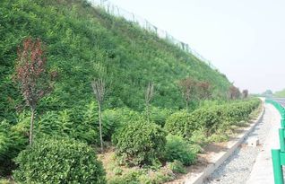 小區(qū)綠化綠化報(bào)價(jià) 廠家