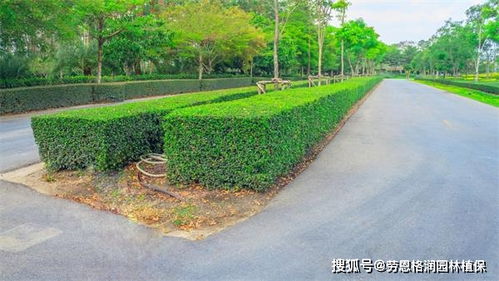 園林綠化與體育場地設(shè)施一體化施工與養(yǎng)護方案